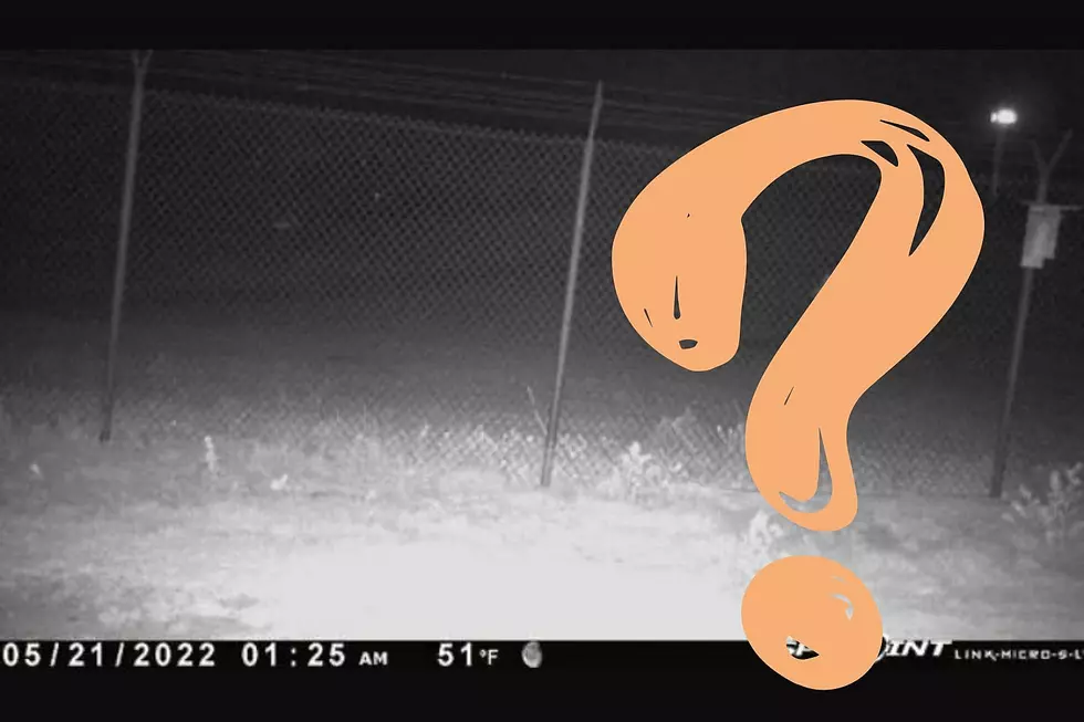 Strange Object Captured on Video Outside of Amarillo, Texas Zoo