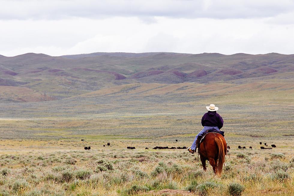 Rancher in Eastern Montana Details Terrifying Cattle Mutilations