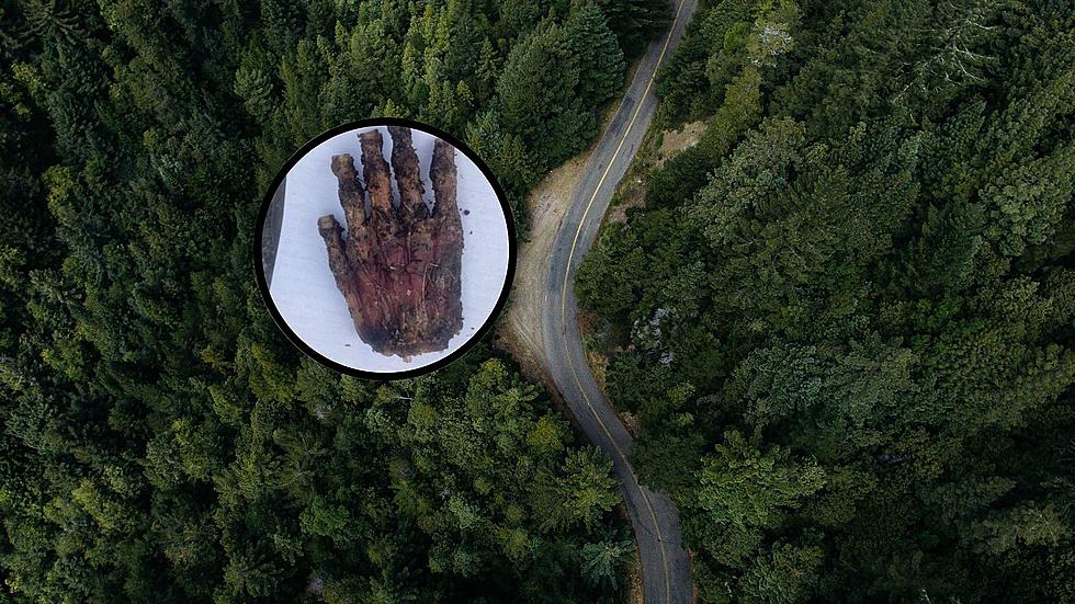 Mysterious Disembodied Hand Found in the Niagara Wilderness