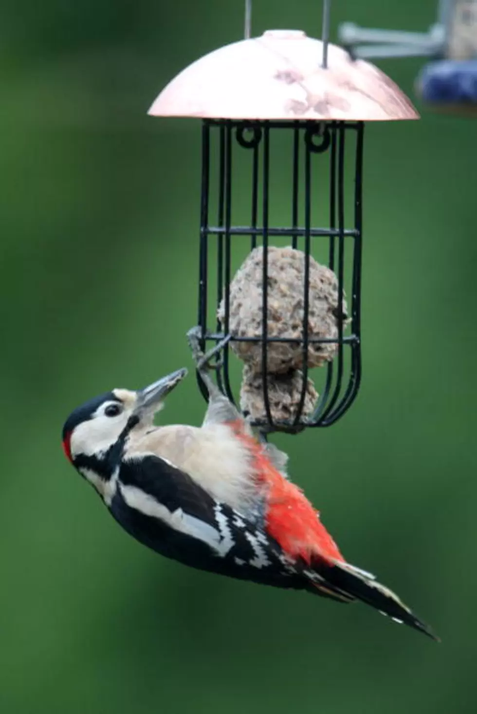 This Woodpecker Is One Bad Mamma Jamma [Video]