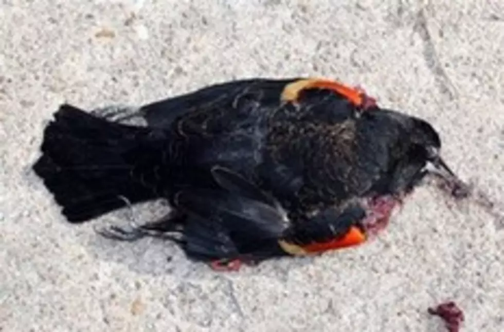 More Blackbirds Found Dead In Arkansas