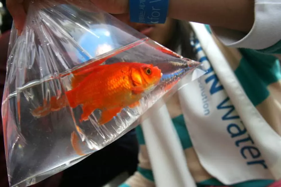 Nine Pound Goldfish Is a Must See [PHOTO]