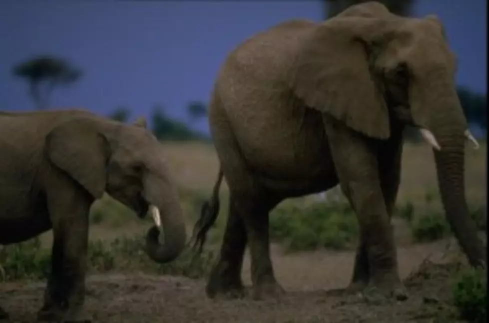 The Wild: Elephant Versus Crocodile [VIDEO]
