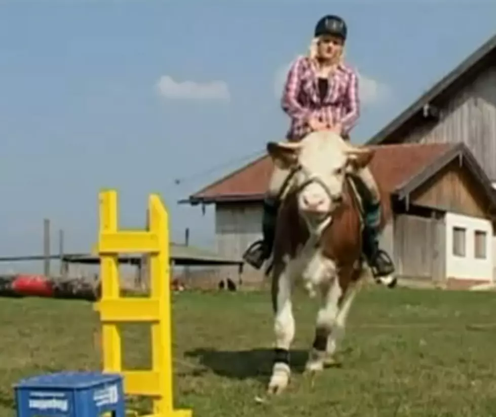Save a Horse, Ride a Cow? [Video]
