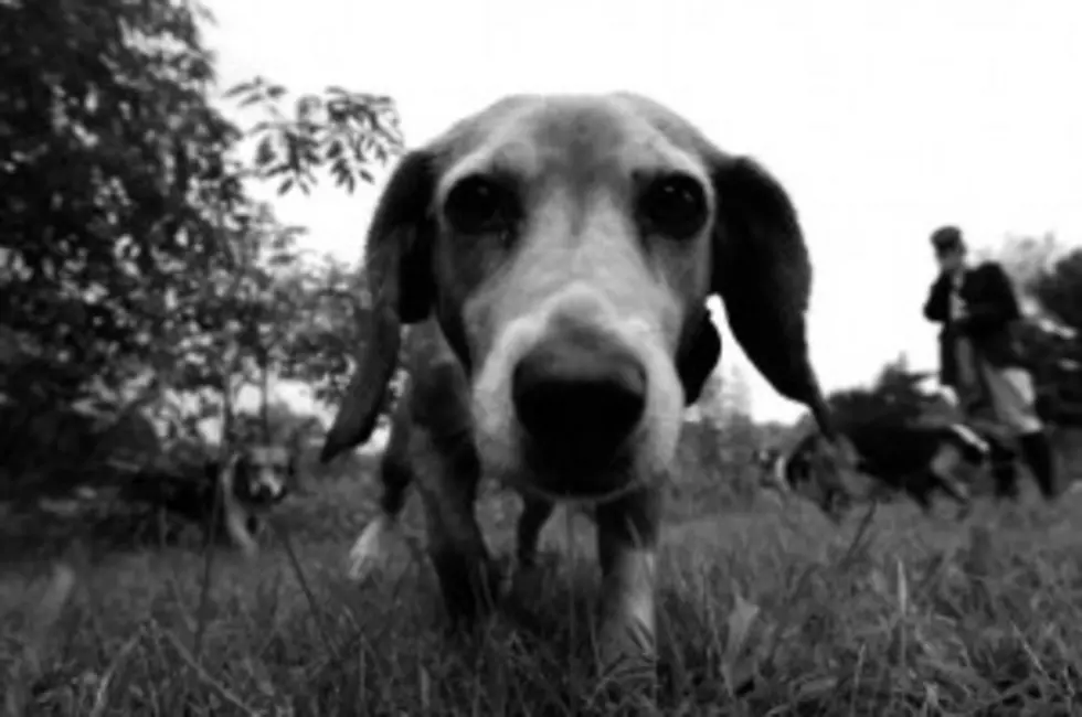 Beagle Learns To Catch Ball!!! [VIDEO]