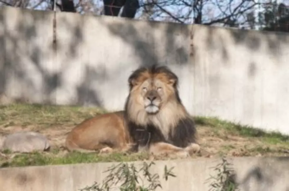 Zoo Owner Moving In With His Lions