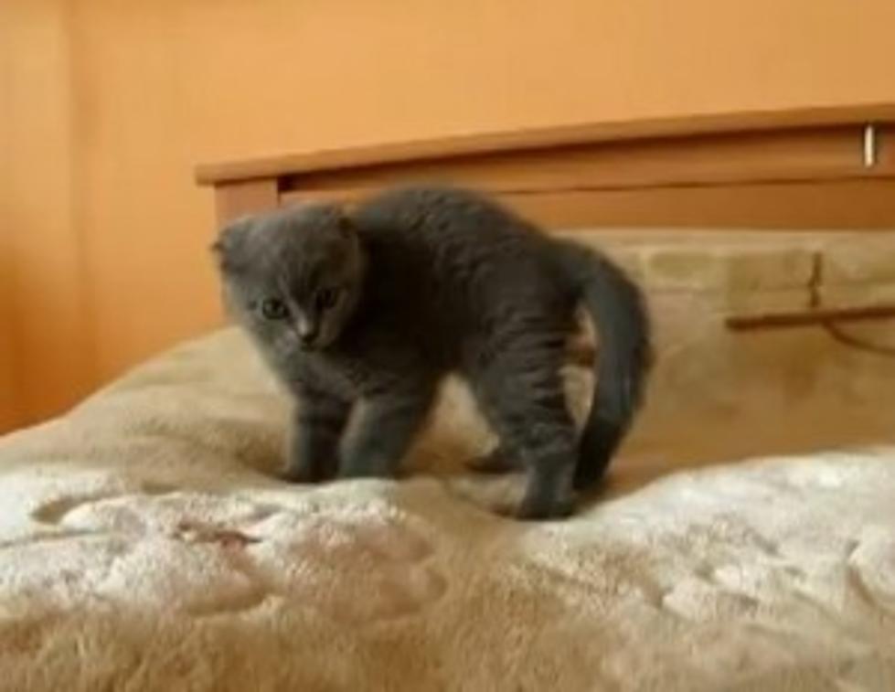 Kitten Vs. Two Apples = Scary And Cute [Video]