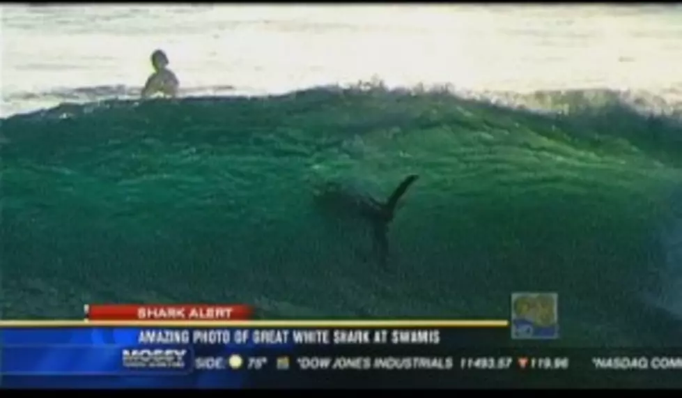 12 Foot Shark In The Water With Surfers In California [Video]