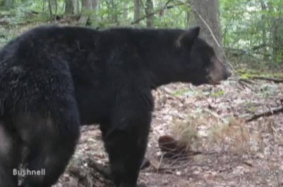 Trail Cam Shows Bear Activity in Western New York [VIDEO]