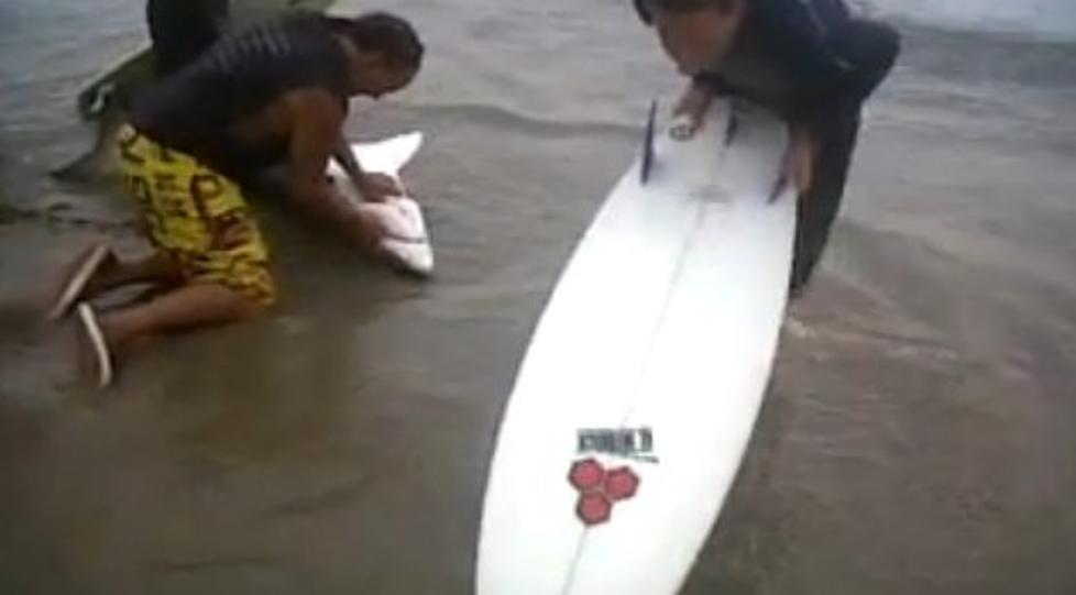Baby Great White Shark Rescued By Brave Surfers [VIDEO]