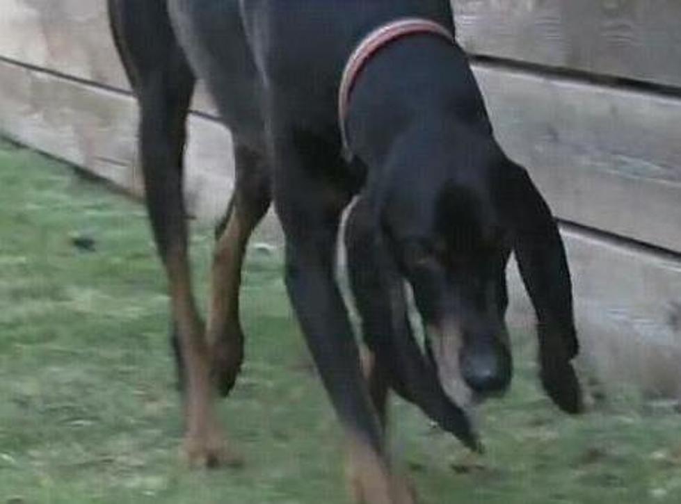 Dog With Extra Long Ears [Video]