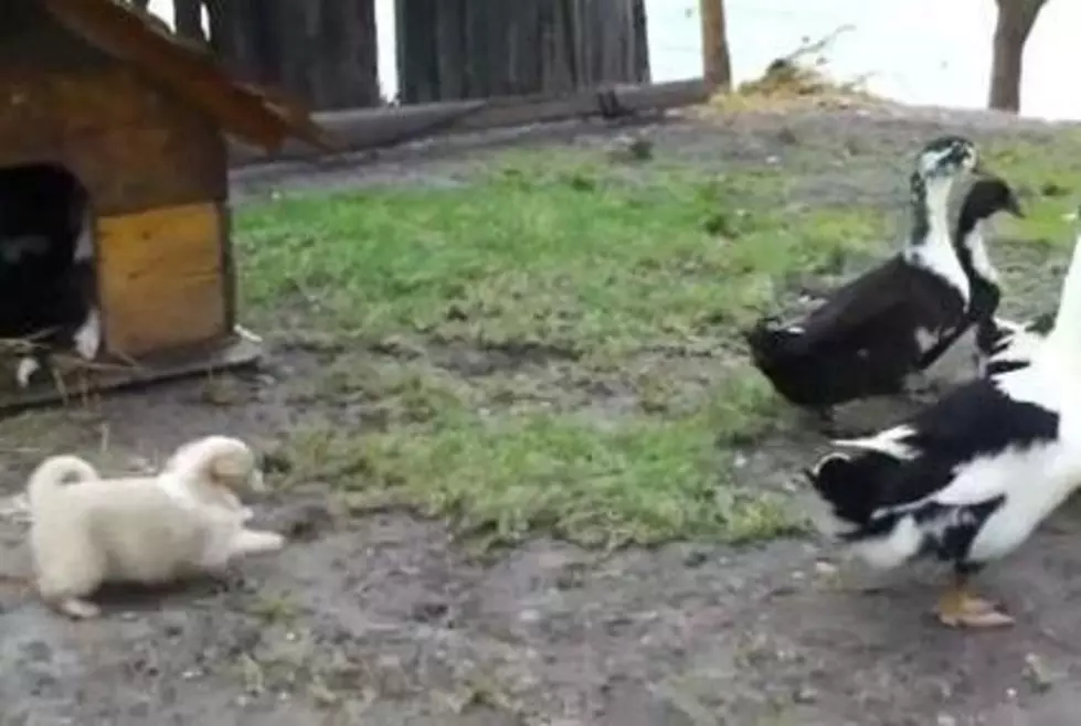 Puppy Shows Ducks Who&#8217;s Boss [Video]