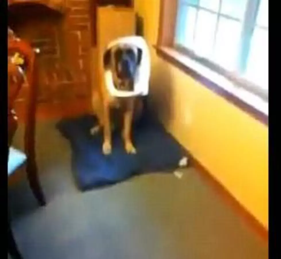 Dog Gets Busted After Going Through Trash [VIDEO]