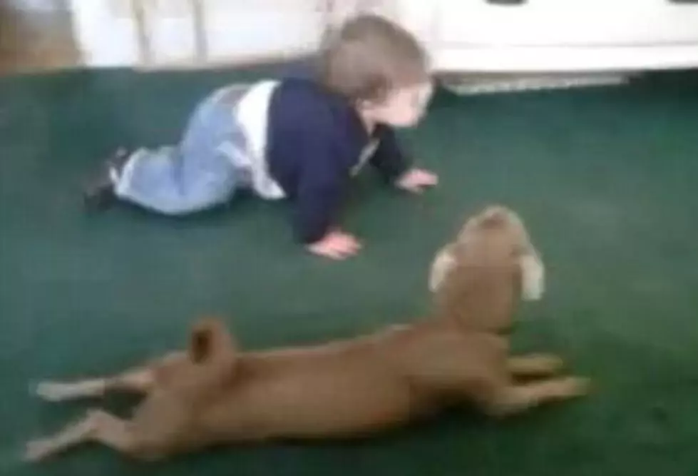 Baby Vs. Dog In Crawling Race [VIDEO]