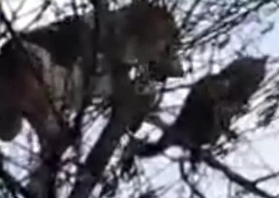 Cat And Dog Get Caught Up A Tree? [VIDEO]