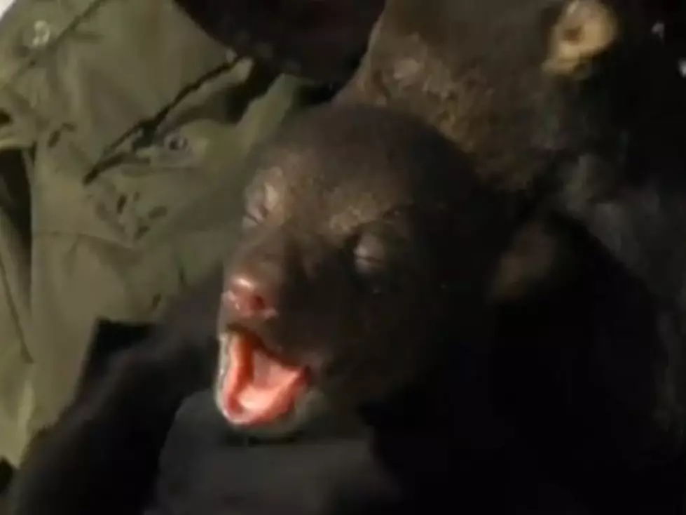 How Bears Are Counted in Algonquin Park In Ontario [VIDEO]