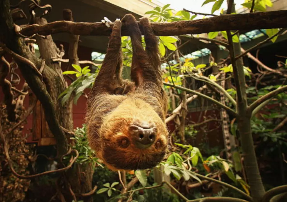 Sloth Attempts To Cross The Road [VIDEO]