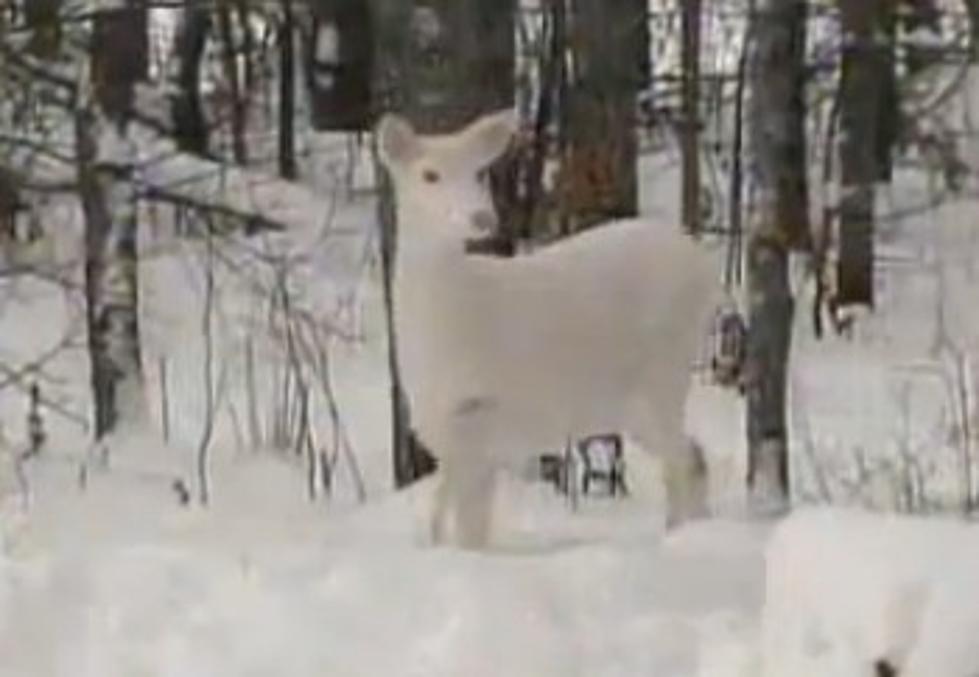 Rare Herd Of White Deer Living in Wisconsin [VIDEO]