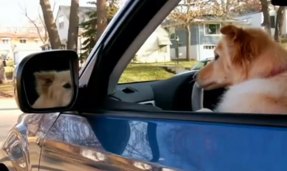 Dogs Doing A Chinese Fire Drill [VIDEO]