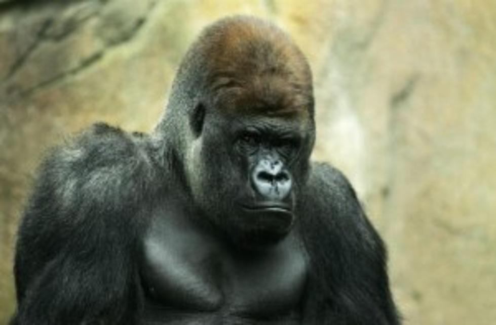 Gorilla Gets Loose At Buffalo Zoo