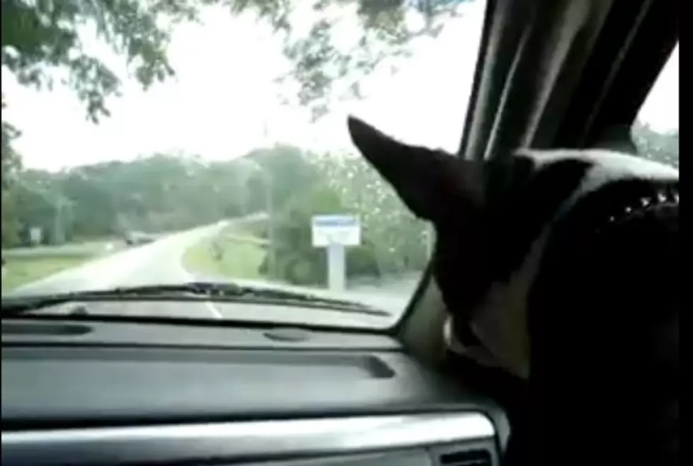 Boston Terriers Will Protect You From Windshield Wipers [VIDEOS]