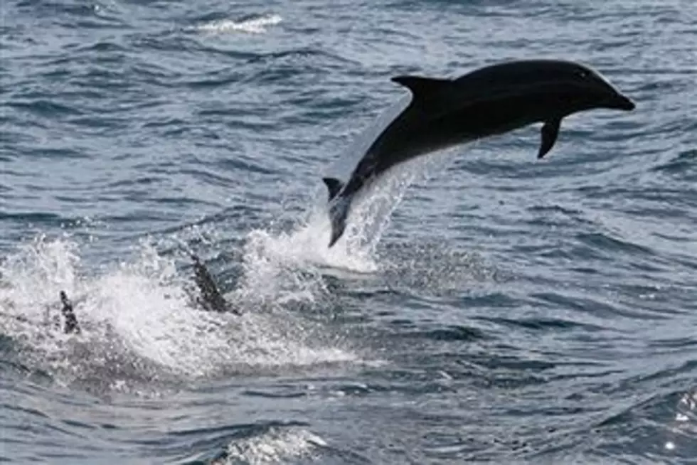 Annual Dolphin Migration In The Niagara River