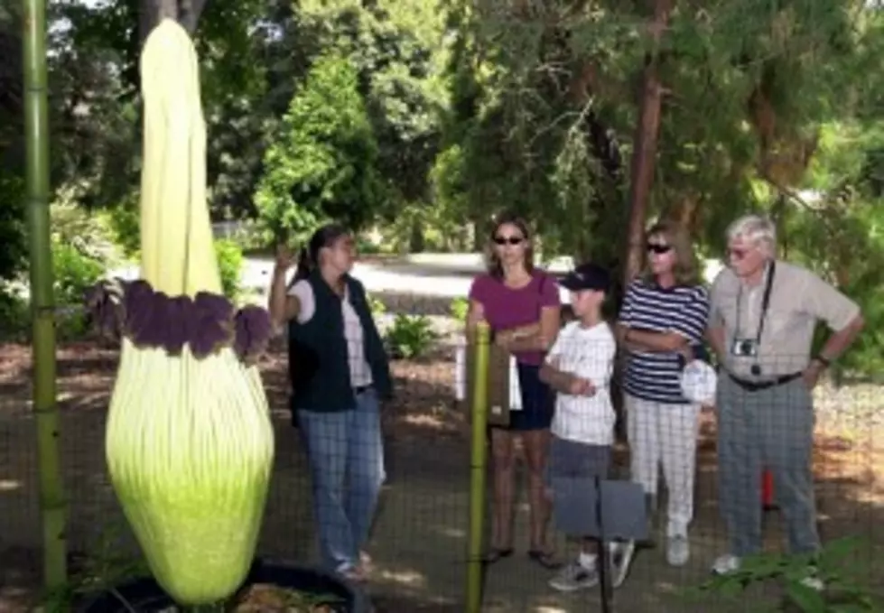 See A Big, Stinky Flower In Niagara Falls