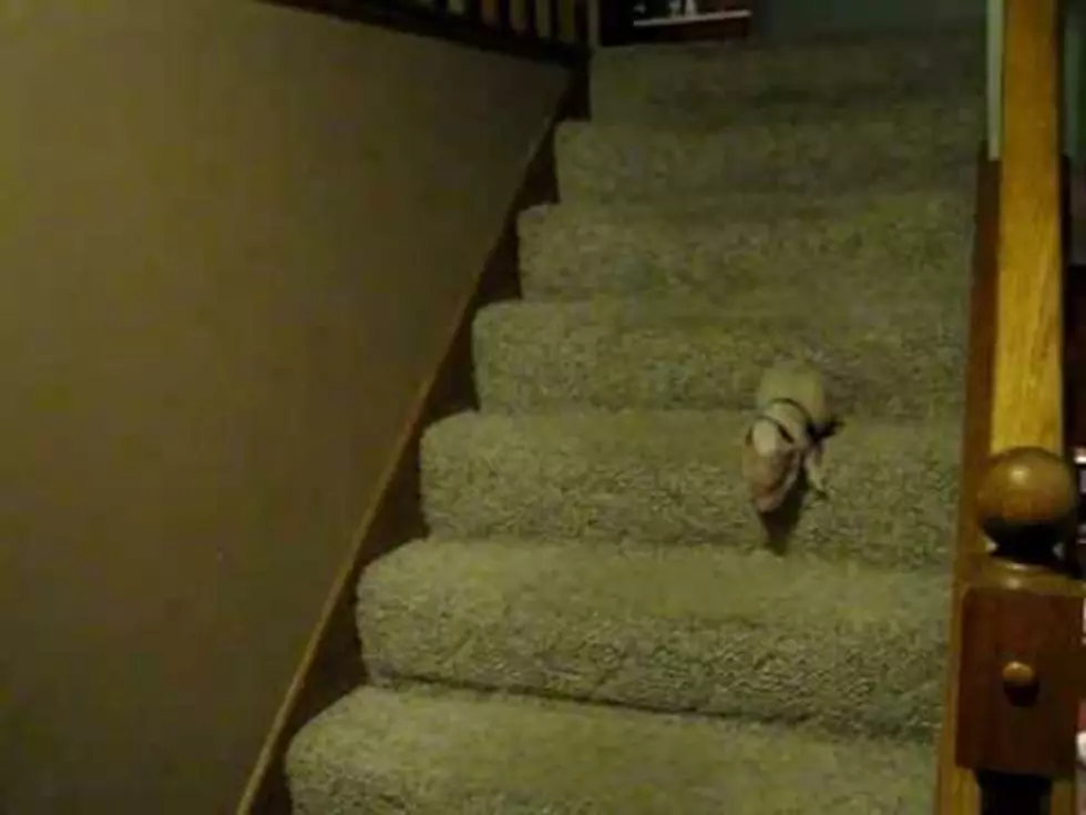 Cutest Video Of A Piglet Walking Stairs For Oatmeal Ever [VIDEO]