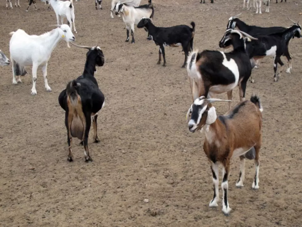 It&#8217;s A Goat That Sounds Like A Chicken [VIDEO]