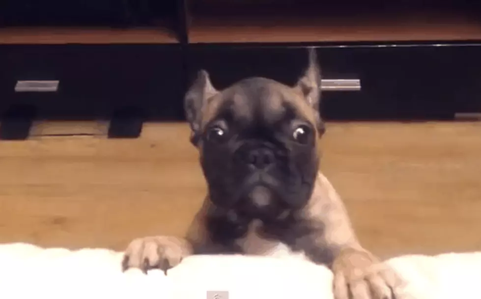 Your Daily Dose Of Cute (Or Freaky) [VIDEO]