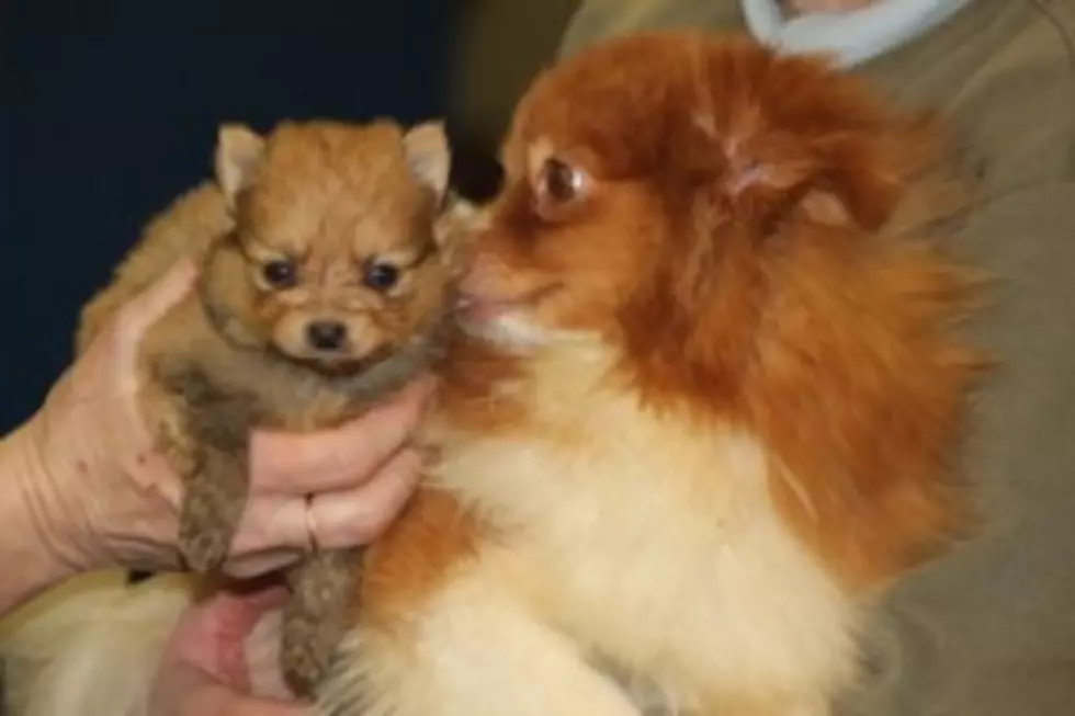 Adopt a Pomeranian Puppy