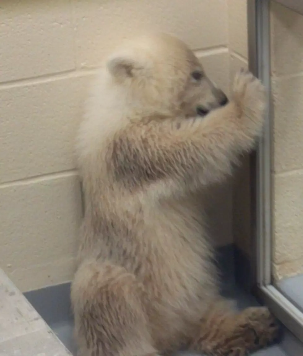 Rob Banks Visits With Buffalo Zoo Baby Polar Bear Luna
