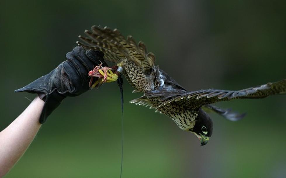 Dive-bombing Peregrine Falcon Removed From UB South