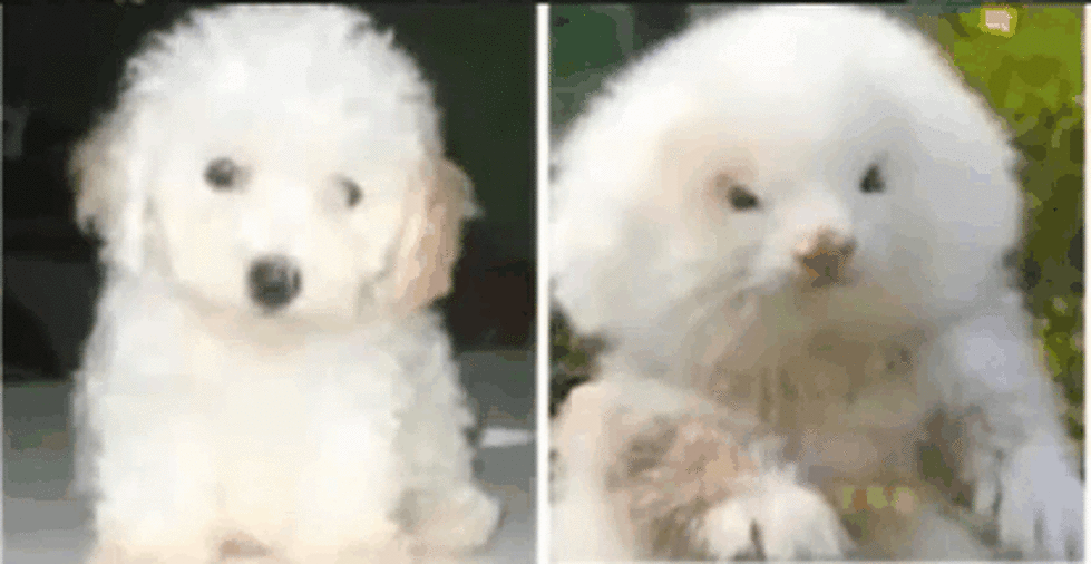 The Difference Between A Ferret And A Poodle