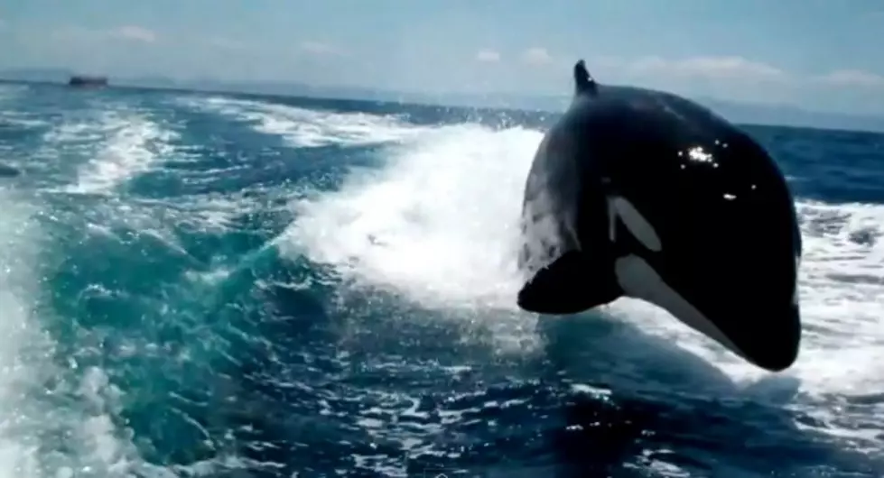 Killer Whales Chase Anniversary Couple On A Boat [VIDEO]