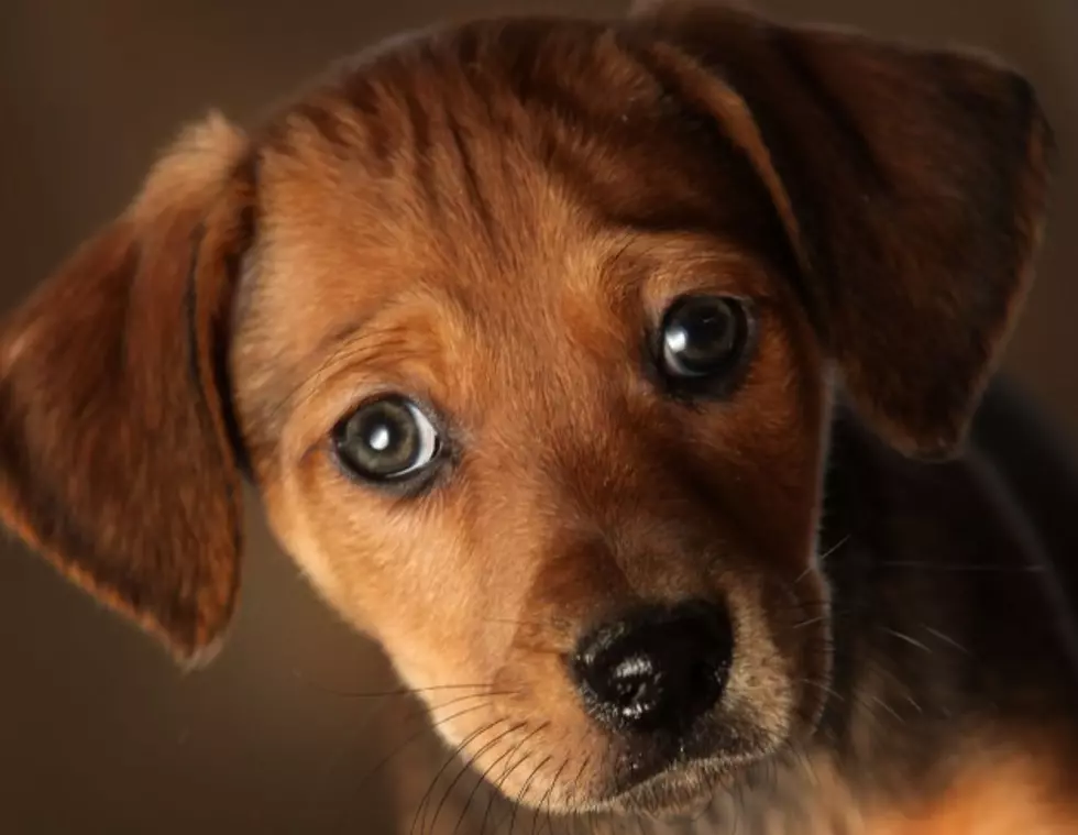 Puppy Goes A Month Without Water In Locked Car [VIDEO]