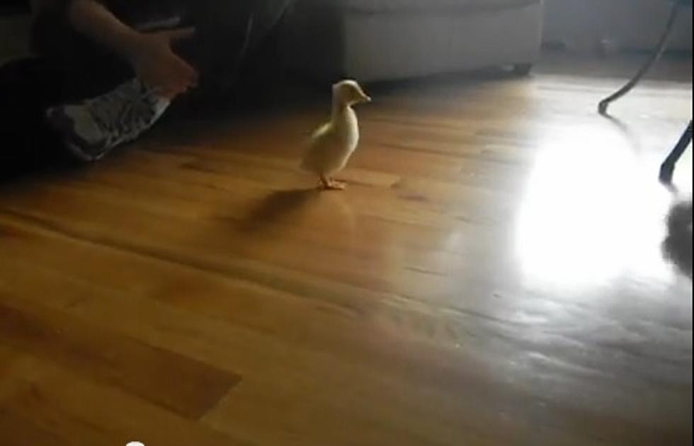 When Baby Ducks Attack! This Dog Is Afraid Of This Duckling [VIDEO]