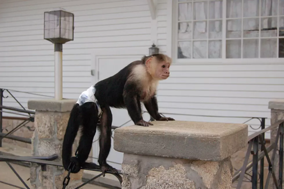 Cute Video &#8212; Monkey Knows Exactly What He Wants