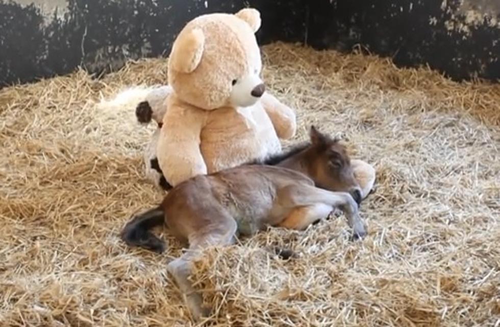 A Cuteness Factor Of 10! Baby Horse Sleeps With Teddy Bear [VIDEO]