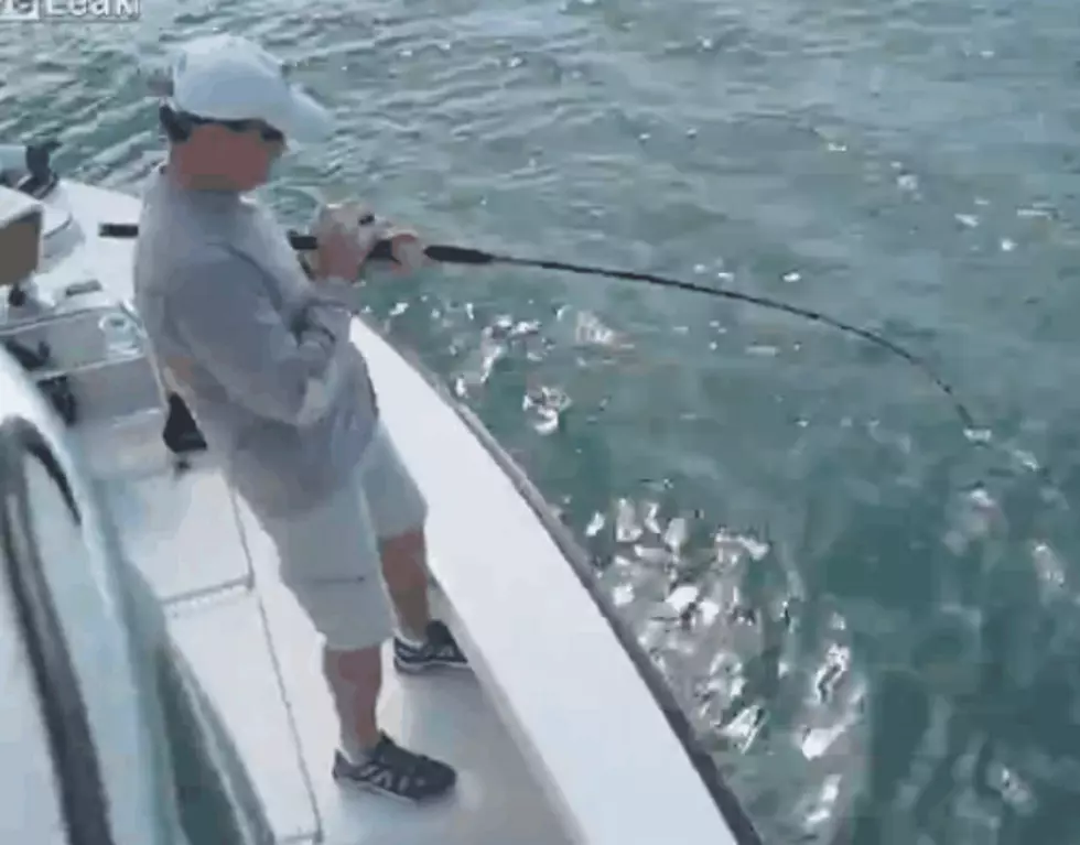 Trophy Fish Torn Apart By 2 Bull Sharks [VIDEO]