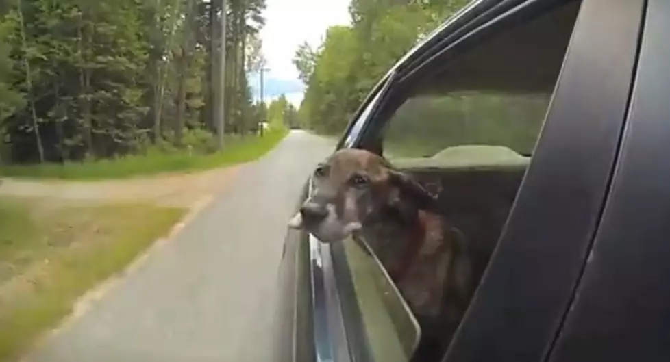 These Dogs Can&#8217;t Get Enough Wind In Their Ears! [VIDEO]