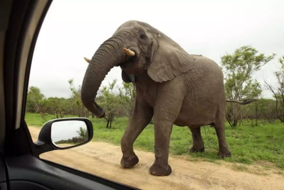 Enraged Elephant Shatters Window During African Safari [VIDEO]