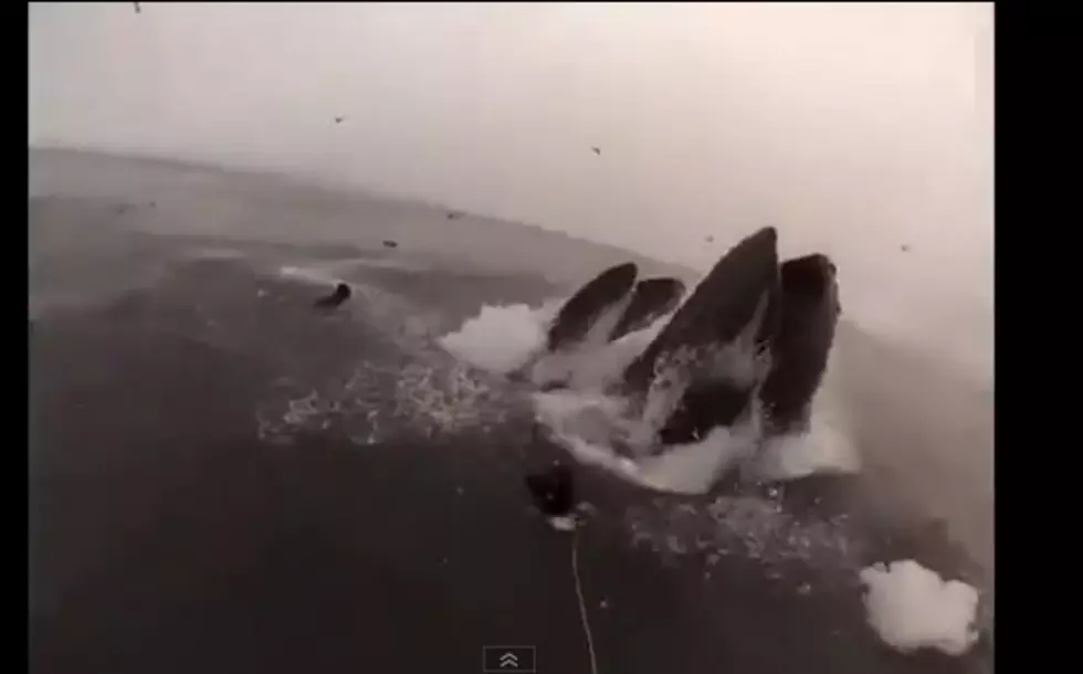 Whales Almost Make A Snack Out Of 2 Divers [VIDEO]