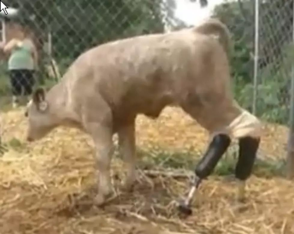 Calf Gets Prosthetic Limbs [VIDEO]