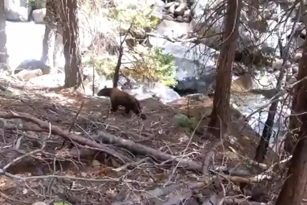 Hiker Harrasses/Captures Close Encounter With A Big Bear [VIDEO]