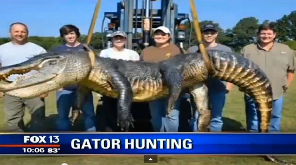VIDEO State Record 727Pound Alligator Caught In Mississippi [WARNING