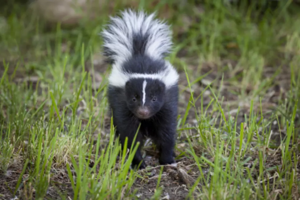 Buffalo Has Massive Skunk Problem — But Is Slaughtering Them The Answer?