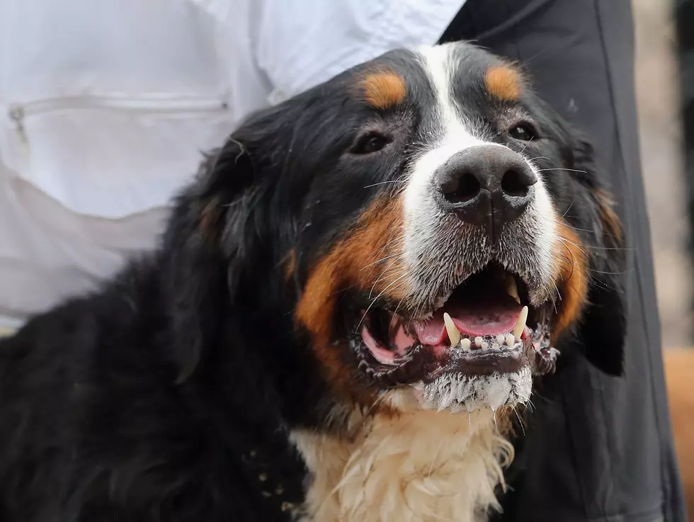 Watch This Dog Pull Another Dog To Safety After Being Hit By A Car [VIDEO]