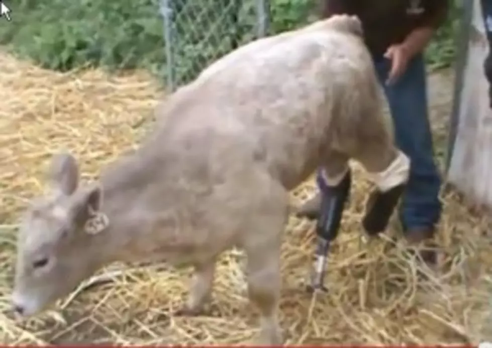 Here&#8217;s An Update On Hero, The Calf With Prosthetic Hooves [AUDIO]