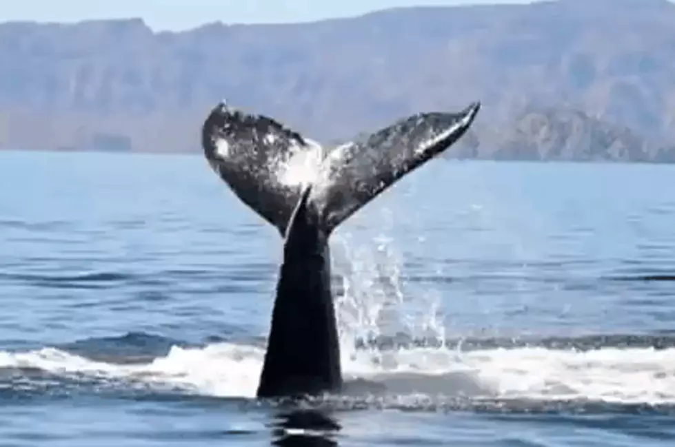 Whale Shows Appreciation After Being Rescued From Netting [VIDEO]